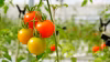 じゅわっと溢れる糖度8〜11度！ 濃甘フルーツトマト「太陽のたまもの」