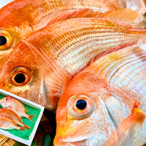 【焼き・煮付けに】ふっくら澄んだ旨みのレンコダイ｜宮崎県産・漁師直送