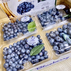 【ポケマルの夏ギフト】とれたて新鮮　フレッシュブルーベリー250g × 4パック