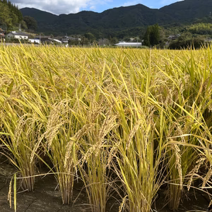 【新米】5年産　熊本県産ヒノヒカリ　玄米20k