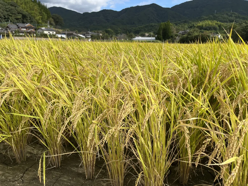 【新米】5年産　熊本県産ヒノヒカリ　玄米20k 