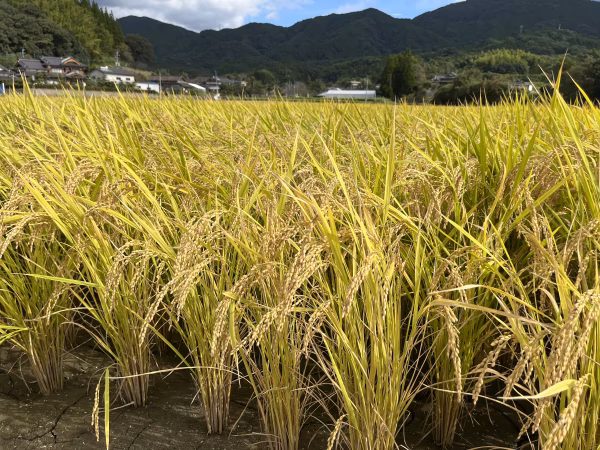新米4年産　熊本県産ヒノヒカリ　玄米20k 