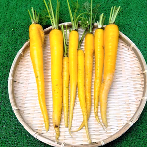 【おすすめ商品】カラー人参４色セット　農薬不使用（無農薬）栽培