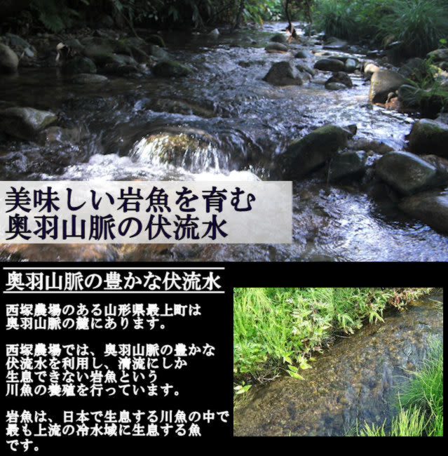 山形県最上町産 豊かな伏流水が育んだ岩魚 冷凍 10匹 農家漁師から産地直送の通販 ポケットマルシェ