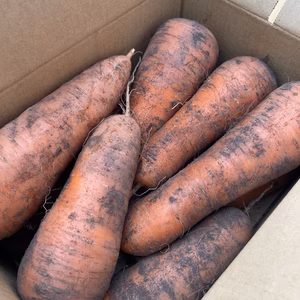 石狩産　ジャンボ！　越冬土付き人参　5kg箱✖️3＝15kg 