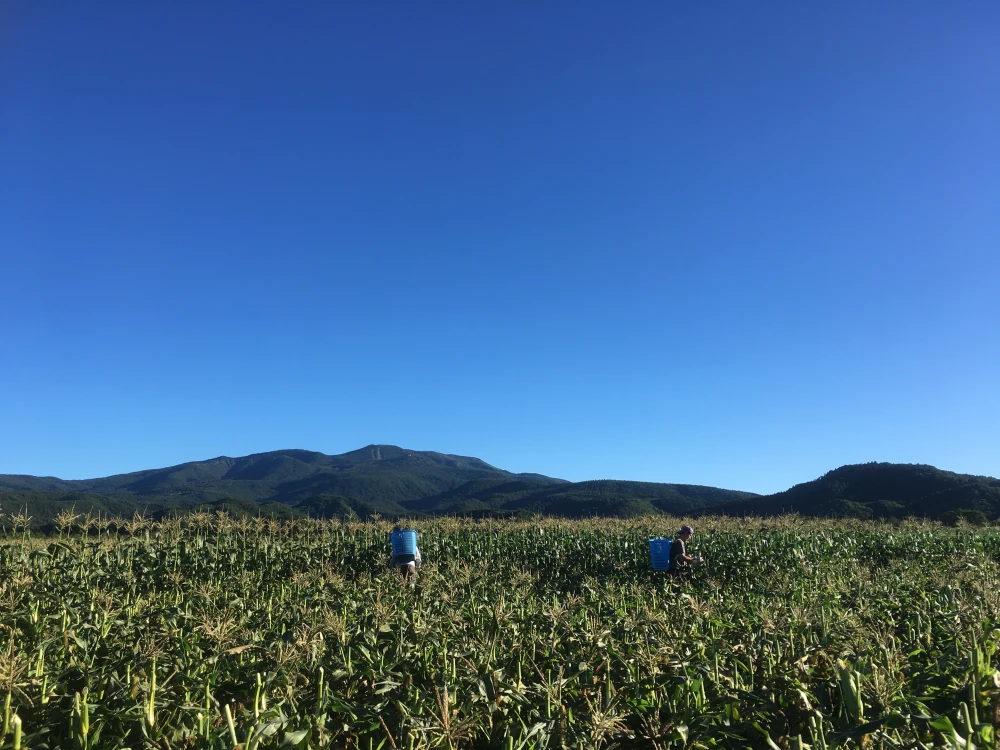 【訳あり品】標高１０００m！嬬恋村産極甘とうもろこし１０−１3本