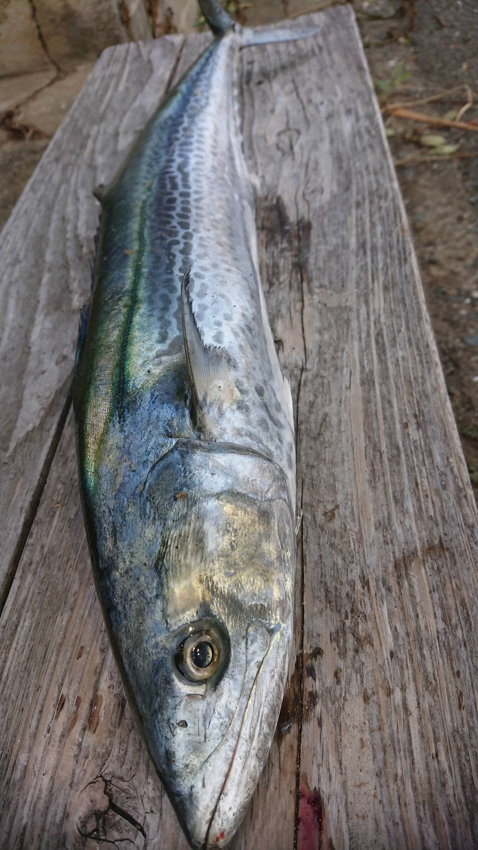 今シーズンそろそろ終わり 相島産一本釣り鰆 解凍後も刺身ok 農家漁師から産地直送の通販 ポケットマルシェ