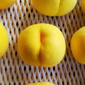 マンゴーみたいな黄色い桃