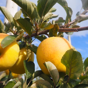 【訳あり★お得】星の金貨　家庭用3kg　上品な香りと甘み。ジューシーなりんご