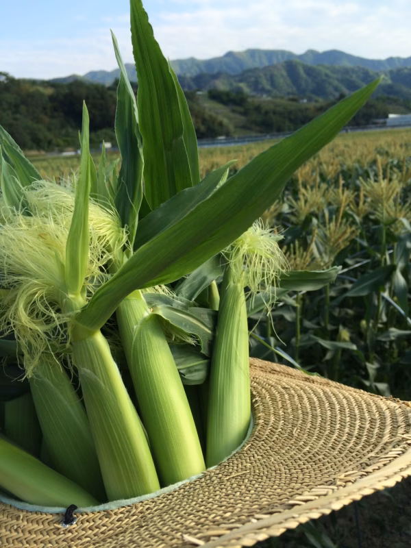 甘々娘のベビーコーン（ヤングコーン）