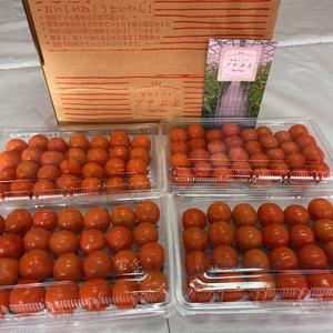 こだわりが生み出した薄皮ミニトマト⭐︎プチぷよ