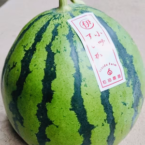 幻の伊勢吉西瓜/小吹スイカLサイズ4.7~6.5kg A品