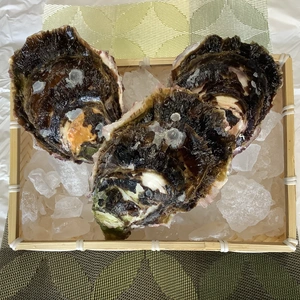 【今期最大】岩牡蠣[唐津市唐房産殻付き岩牡蠣]3kg