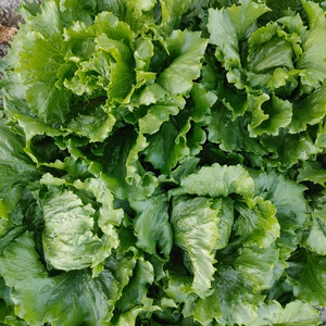 新米きぬ光、レタス３玉セット