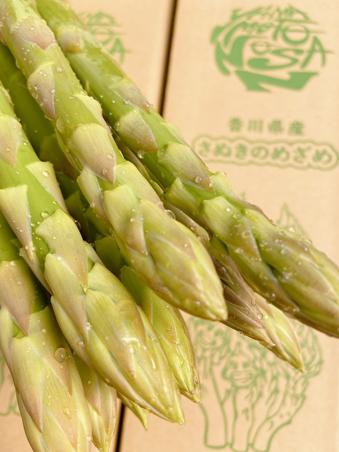 農薬不使用！新鮮✨採れたてつくし300g入り 土筆 野菜詰め合わせ - 野菜