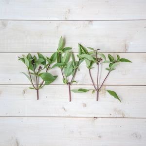 【めったに見ない！！】自然栽培のタイバジル（ホーラパー）