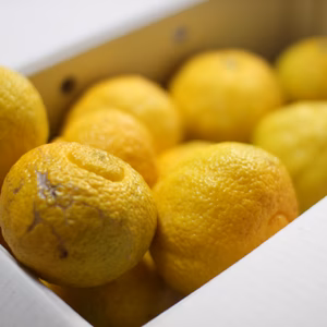 ご家庭用訳あり　はるか