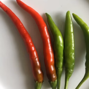 日本のとうがらし！八房とうがらし