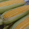 期間限定！とうもろこし『味来』