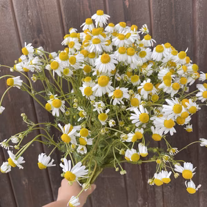 【クール便・午後着】期間限定！オーガニックカモミールの花束
