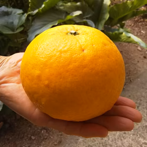 皮まで美味しい‼甘夏みかん マーマレードも安心して作れます