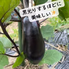 無農薬で無肥料な岡本野菜のやさしい味　お試しサイズ