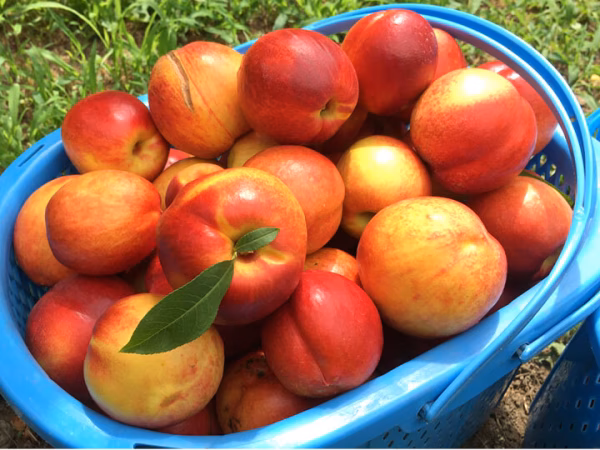 ネクタリン【メイグランド】家庭用約2.5kg 7月中旬頃#NQM0B025