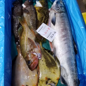 本日限り早い者勝ち‼️イチマン❗船上活〆〆セット　明日発送❗　　