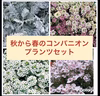 秋から春のコンパニオンプランツセット1年草＆宿根草10苗より