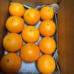 濃姫～ネーブルオレンジ（約3㎏11玉)