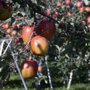 《数量限定》【あいかの香り】家庭用