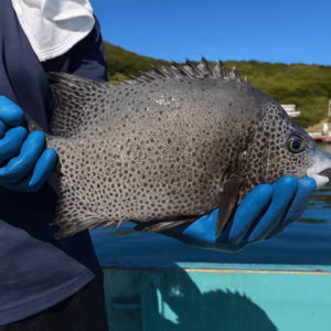 ▼限定1名　【高級魚 天然イシガキダイ】希望があれば１魚種おまけ付き！