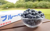 農薬不使用　大まか選別　お買い得　ブルーベリー1㎏