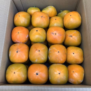 送料割引　極早生柿（家庭用）約５キロ