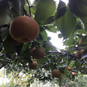 ゴリゴリの食感　梨・長十郎3キロ家庭用小玉です。