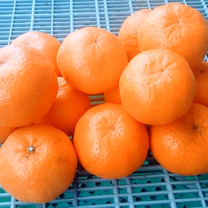 【美味しさバンザーイ】今が旬3種柑橘食べ比べセット3Ｋｇ和歌山産