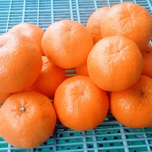 【美味しさバンザーイ】今が旬3種柑橘食べ比べセット3Ｋｇ和歌山産