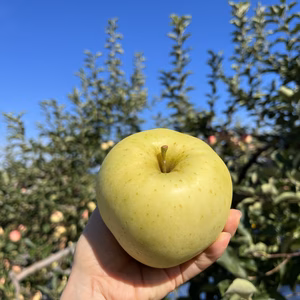 トキ【芳醇な香りと極上の甘さ！】大玉　3キロ