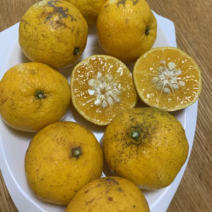 ジュース用 媛小春 ひめこはる(箱込4キロ