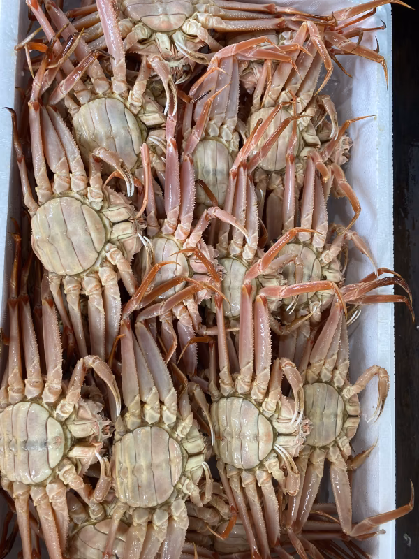 話題のオオズワイガニ　セコガニ（メス）