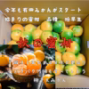 有田みかん　みかん　極早生　サイズSからL  訳あり　和歌山県有田　中身は美味