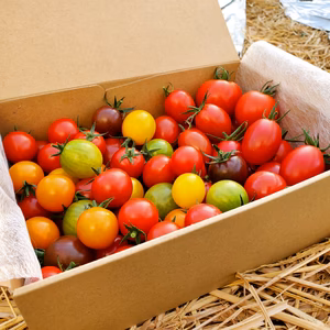 【POLDERFARM】ミディミニトマト詰め合わせ