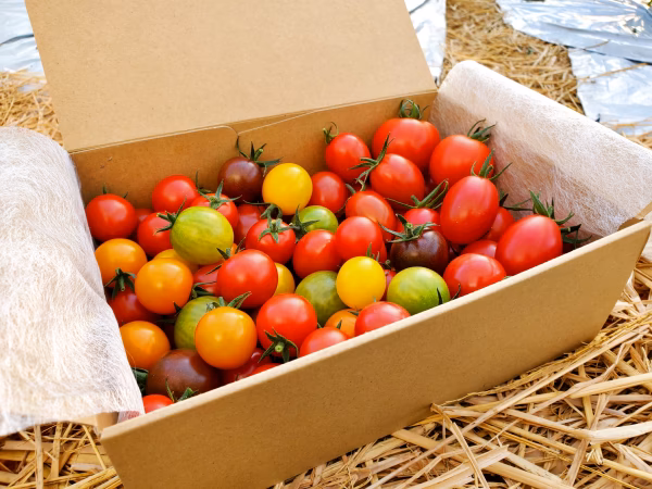 【POLDERFARM】ミディミニトマト詰め合わせ