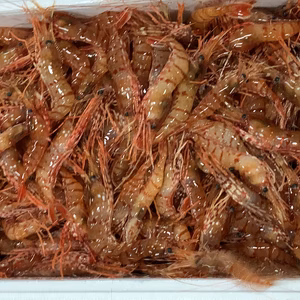 鮮度抜群！北海道産ボタンエビ　小小サイズ