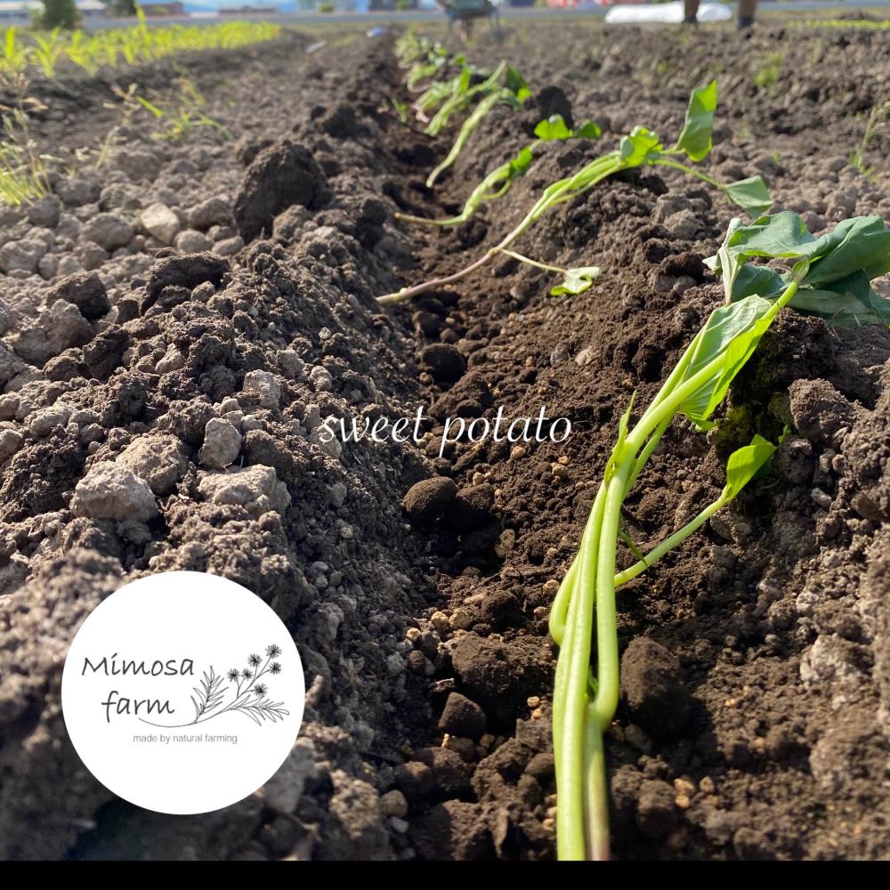 滋賀県東近江市｜有限会社ミモザファーム｜丹羽昭夫さんの生産者