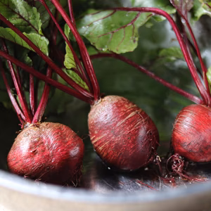 甘さあふれる新潟ビーツ 