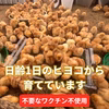 【お試し】完全自家配合！とれたて平飼い有精卵