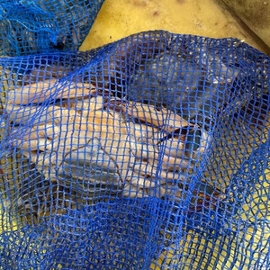 活保存❗イチマン❗高級ワタリカニ　オス3尾　メス2尾