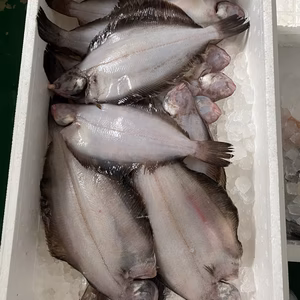 12日水揚げ‼️煮付け絶品‼️ナメタカレイ&手首イカ