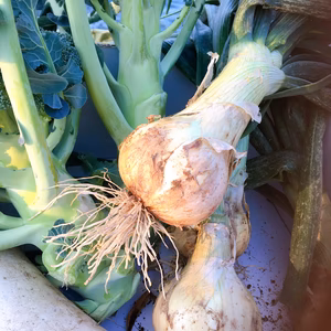 漁師畑のまま福箱　葉つき新玉４本　ブロッコリ3本８点テロ箱ふのセットひじきセット